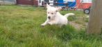 Golden Retriever pup met stamboom, Dieren en Toebehoren, Honden | Retrievers, Spaniëls en Waterhonden, Golden retriever, Nederland
