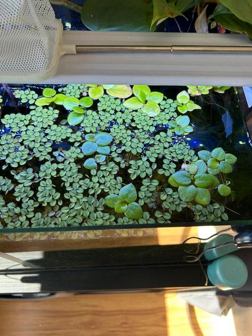 Drijfplantjes groot en klein!, Dieren en Toebehoren, Vissen | Aquaria en Toebehoren, Zo goed als nieuw, Plant(en), Steen of Hout