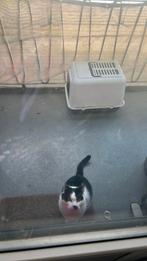 Nieuwe baas vinden, Dieren en Toebehoren, Kater, Gechipt, 6 jaar of ouder