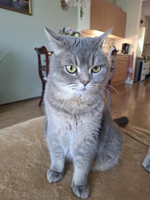 Britse korthaar, Dieren en Toebehoren, Katten en Kittens | Raskatten | Korthaar, Poes, 3 tot 5 jaar, Met stamboom, Gechipt, Ontwormd