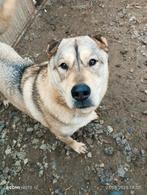 Lief Husky, shar pei reuen adoptie herplaatser, Particulier, Rabiës (hondsdolheid), 1 tot 2 jaar, Buitenland