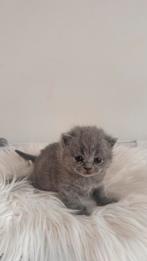 Britse korthaar nestje, Dieren en Toebehoren, Katten en Kittens | Raskatten | Korthaar, Kater, Ingeënt