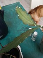 Epiphyllum kiwi morningstar afgeknipte stek, Huis en Inrichting, Ophalen of Verzenden, Overige soorten, Minder dan 100 cm