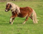 Te koop super leuke mini Haflinger Shetlander ruin, Dieren en Toebehoren, Pony's, Ruin, A pony (tot 1.17m), Gechipt, 0 tot 2 jaar