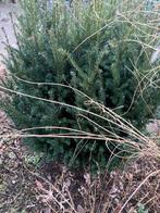Taxus baccata, Tuin en Terras, Ophalen, Conifeer, Struik, 100 tot 250 cm