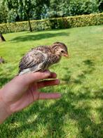 Parelhoender kuikens, Dieren en Toebehoren, Pluimvee, Geslacht onbekend, Kip