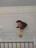 Sint Helena fazantje man, Mannelijk, Tropenvogel