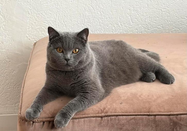 Lieve britse korthaar, Dieren en Toebehoren, Katten en Kittens | Raskatten | Korthaar, Kater, Ontwormd