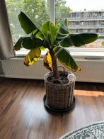 Bananenplant Musa, Ophalen, Overige soorten, 100 tot 150 cm
