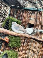 3 jongen bonte diamand duifjes, Meerdere dieren
