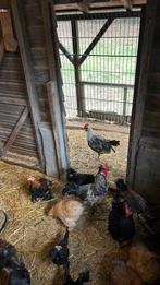 Kippen en hanen gratis, Dieren en Toebehoren, Pluimvee, Meerdere dieren, Kip