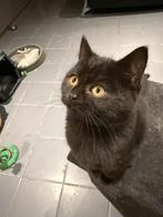 kitten mannetje  13weken britse korthaar / scottish fold, Dieren en Toebehoren, Meerdere dieren