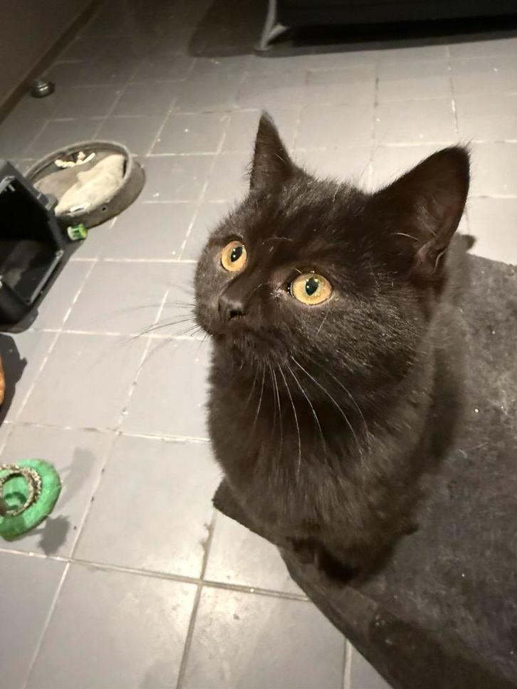 kitten mannetje  13weken britse korthaar / scottish fold, Dieren en Toebehoren, Katten en Kittens | Overige Katten, Meerdere dieren