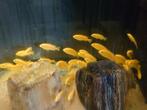 Caeruleus yellow 5 t/m 8 cm, Dieren en Toebehoren, Vissen | Aquariumvissen