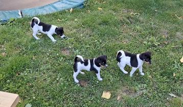 Super lieve Boerenfox puppies te koop! beschikbaar voor biedingen
