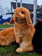 Te koop nederlandse dwerg hangoor konijntjes, Dieren en Toebehoren, Meerdere dieren, Dwerg, Hangoor