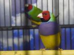 Gouldamadine | Passend advies | Tropische vogel, Dieren en Toebehoren, Meerdere dieren, Kleurkanarie