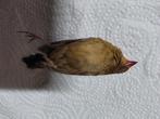 Overleden Senegal Amarant pop voor taxidermie, Dieren en Toebehoren, Vogels | Overige Vogels, Vrouwelijk