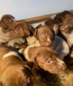 Te koop Duitse staande korthaar, Dieren en Toebehoren, Duitse Staande hond, Rabiës (hondsdolheid), 8 tot 15 weken, Meerdere