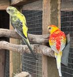 Roodrug parkieten koppels, Meerdere dieren, Parkiet
