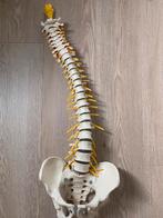 Anatomie model ruggenwervel, Diversen, Schoolbenodigdheden, Ophalen of Verzenden, Zo goed als nieuw