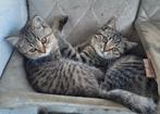 Drie lieve Britse korthaar katers., Dieren en Toebehoren, Kater, Gechipt, 0 tot 2 jaar