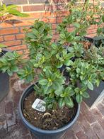 Escallonia Apple Blossom - Tuinplant te koop!, Tuin en Terras, Planten | Tuinplanten, Volle zon, Vaste plant, Zomer, Ophalen