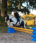 Lieve en leuke tinker ruin( 1.35), Dieren en Toebehoren, Ruin, C pony (1.27m tot 1.37m), 3 tot 6 jaar