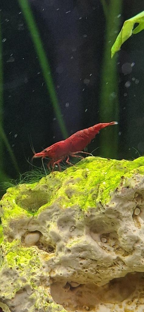 High Grade bloody mary garnalen neocaridina, Dieren en Toebehoren, Vissen | Aquariumvissen, Zoetwatervis, Kreeft, Krab of Garnaal