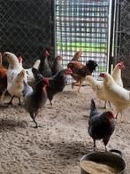 Prachtige krielkippen, Dieren en Toebehoren, Pluimvee, Vrouwelijk, Kip