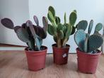 Opuntia Microdasys - Schijfcactus / Konijnenoor H:40 - 48 cm, Huis en Inrichting, Kamerplanten, Ophalen, Halfschaduw, Cactus, Minder dan 100 cm