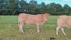 Blonde d'aquitaine koe, 2 stierkalveren, Dieren en Toebehoren, Mannelijk