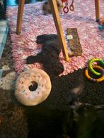 Mini austalian labradoodles 35/ 40 cm, Dieren en Toebehoren, Honden | Retrievers, Spaniëls en Waterhonden, CDV (hondenziekte)