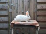 4 jonge witte wener rammetjes, Dieren en Toebehoren, Konijnen, Mannelijk