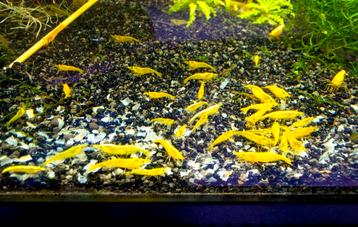 Neocaridina Yellow Fire garnalen citroengarnalen aquarium beschikbaar voor biedingen