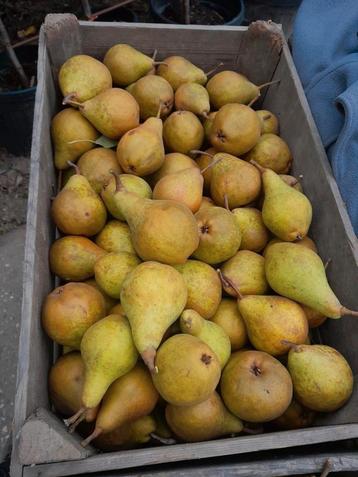 Peren  beschikbaar voor biedingen