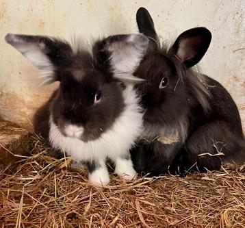 2 makke konijntjes beschikbaar voor biedingen