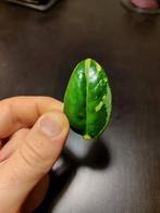 Zamioculcas zamiifolia (ZZ plant) Zenzi variegata, Overige soorten, Minder dan 100 cm, Groene kamerplant, Halfschaduw