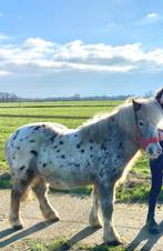 Lieve shetlander merrie zoekt nieuwe plek, Dieren en Toebehoren, Pony's, Merrie, Niet van toepassing, A pony (tot 1.17m), 7 tot 10 jaar