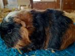 Ch teddy cavia's, Dieren en Toebehoren, Cavia, December, Vrouwelijk, Tam