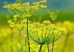 Biologisch Venkel Zaad Zaden Kruidvenkel, Ophalen, Voorjaar, Volle zon, Zaad