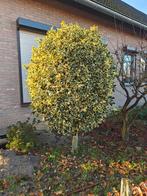 Hulst (2 gelijke boompjes), Tuin en Terras, Ophalen, Hulst, Struik, 100 tot 250 cm