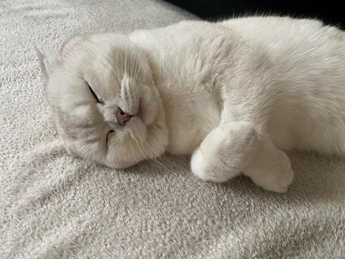 Ervaren kattenliefhebber gezocht: Blue (6,5 jr), Dieren en Toebehoren, Katten en Kittens | Raskatten | Korthaar, Kater, 6 jaar of ouder