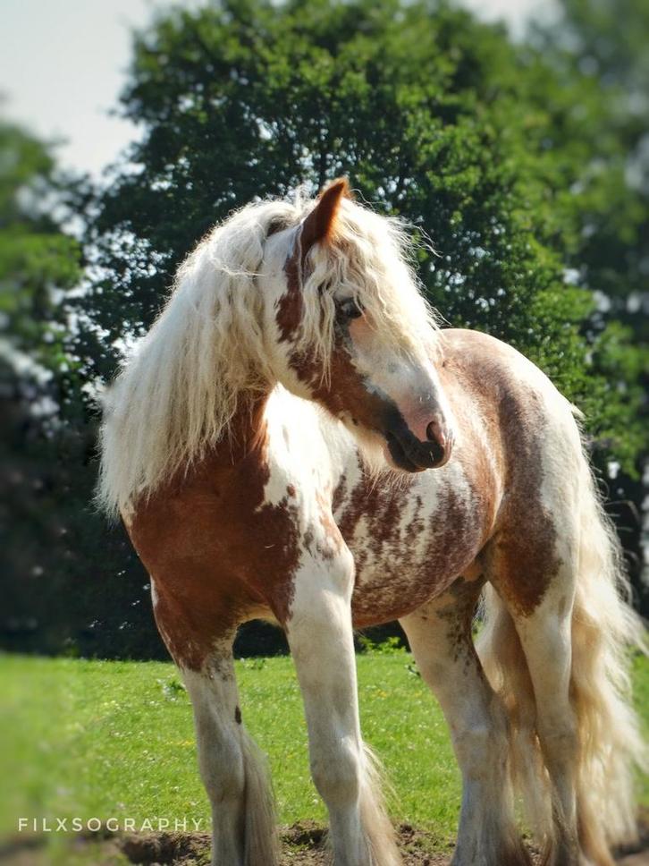 Lieve en bombproof springpony ruin (tinker x), Dieren en Toebehoren, Paarden, Ruin, 3 tot 6 jaar, Recreatiepaard