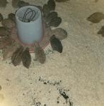 Japanse dikke vleeskwartels, zie beschrijving, Meerdere dieren, Eend