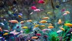 Gezocht vissen, Dieren en Toebehoren, Vissen | Aquariumvissen, Vis