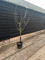 Fruitbomen pruimenboom, Ophalen of Verzenden, Volle zon, Overige soorten