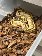 Ballpython, Dieren en Toebehoren, Reptielen en Amfibieën, Slang, 0 tot 2 jaar
