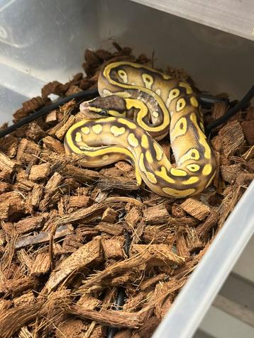 Ballpython beschikbaar voor biedingen