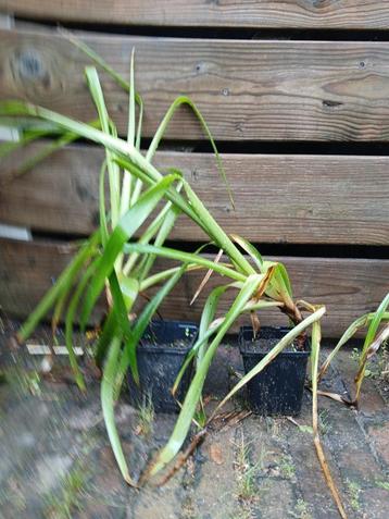 Zegge (Carex) P9 beschikbaar voor biedingen